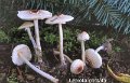Lepiota cristata-amf1179